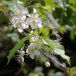 Prunus pensylvanica (pin cherry)